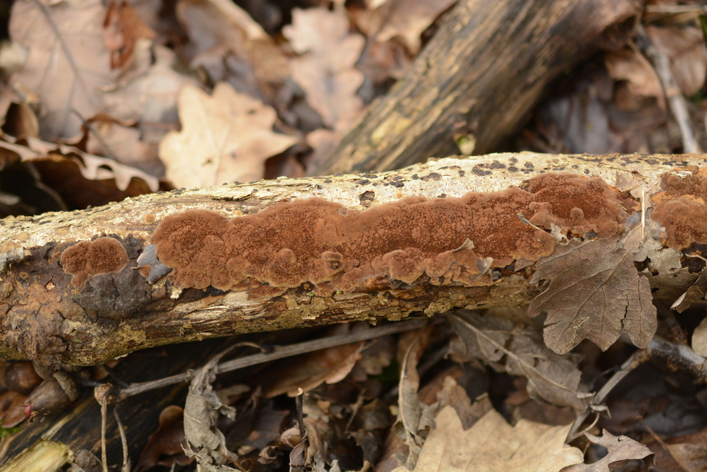 Fuscopore ferrugineux (Fuscoporia ferruginosa)