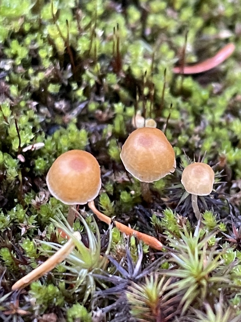 Galère des hypnes (Galerina hypnorum)