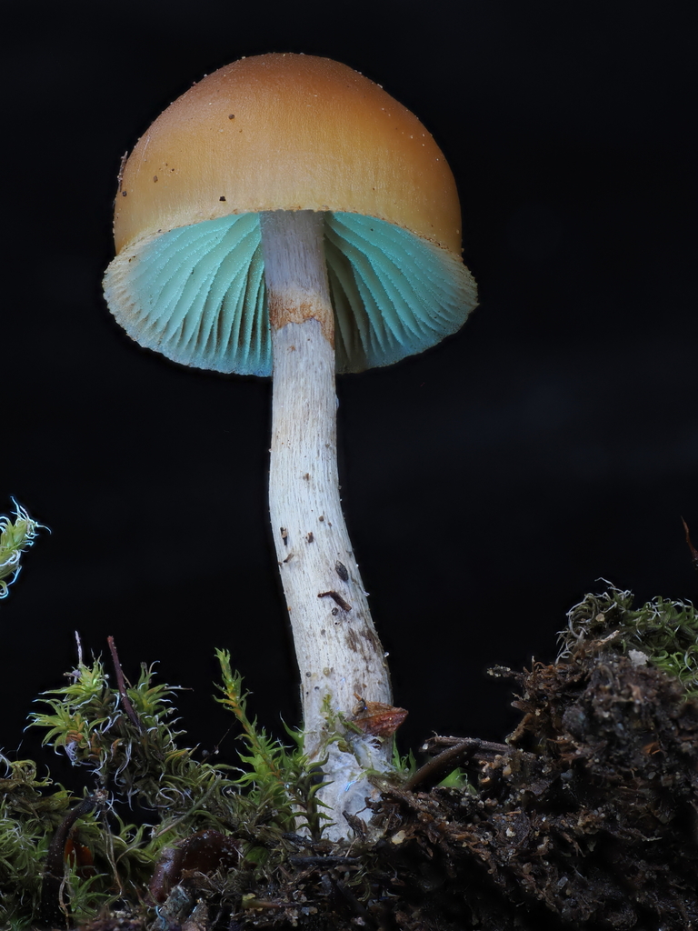 Galère marginée (Galerina marginata)
