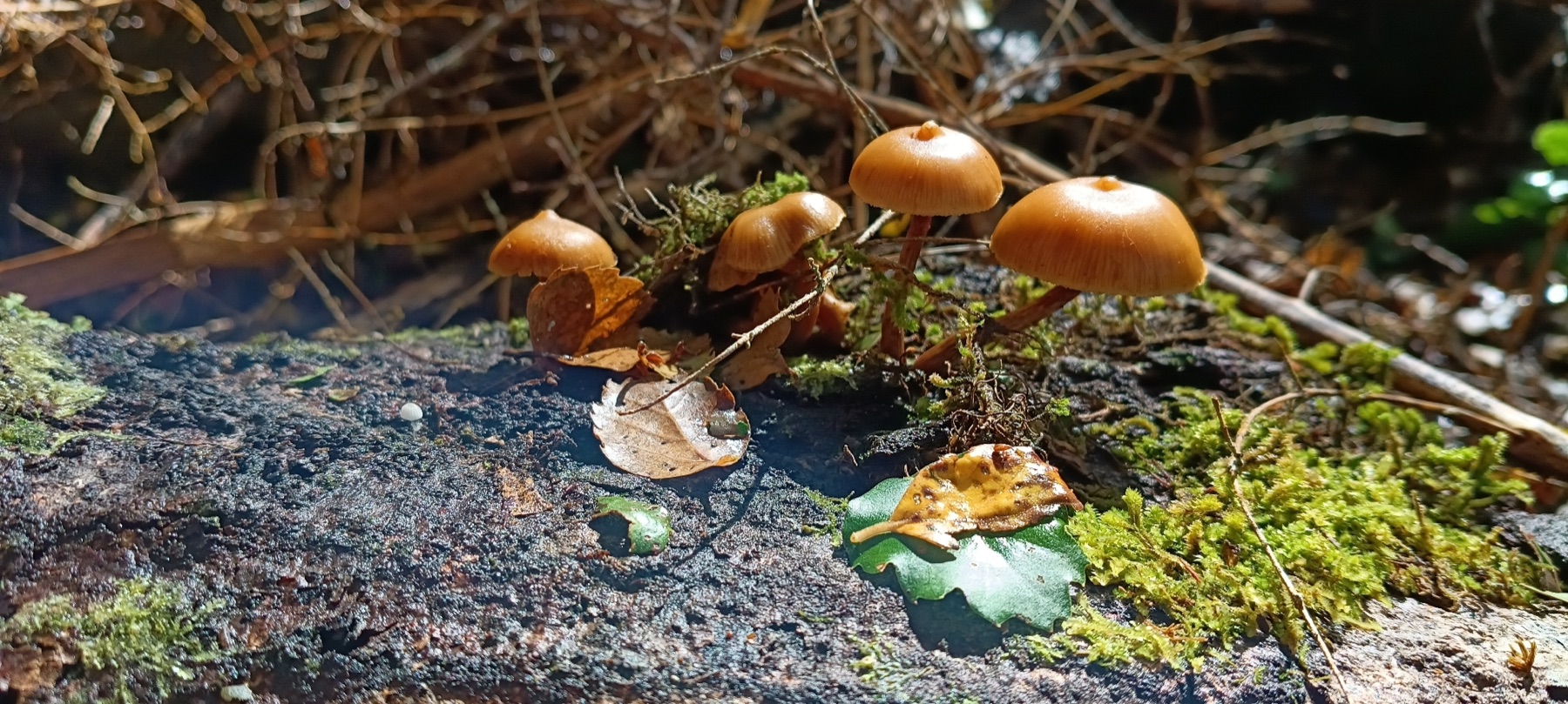 Galerina patagonica (Galerina patagonica)