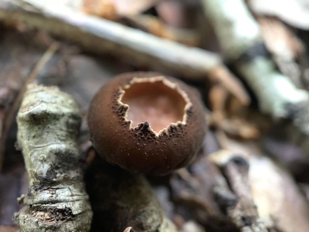Galiella rufa (Galiella rufa)
