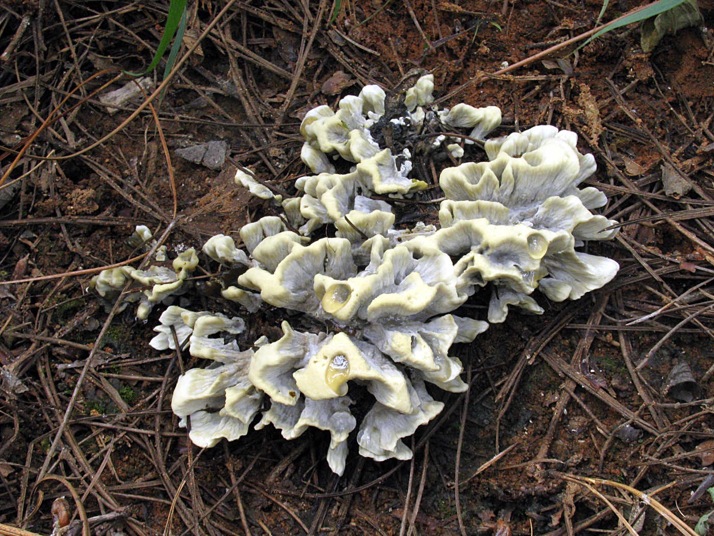 Ganbajun (Thelephora ganbajun)