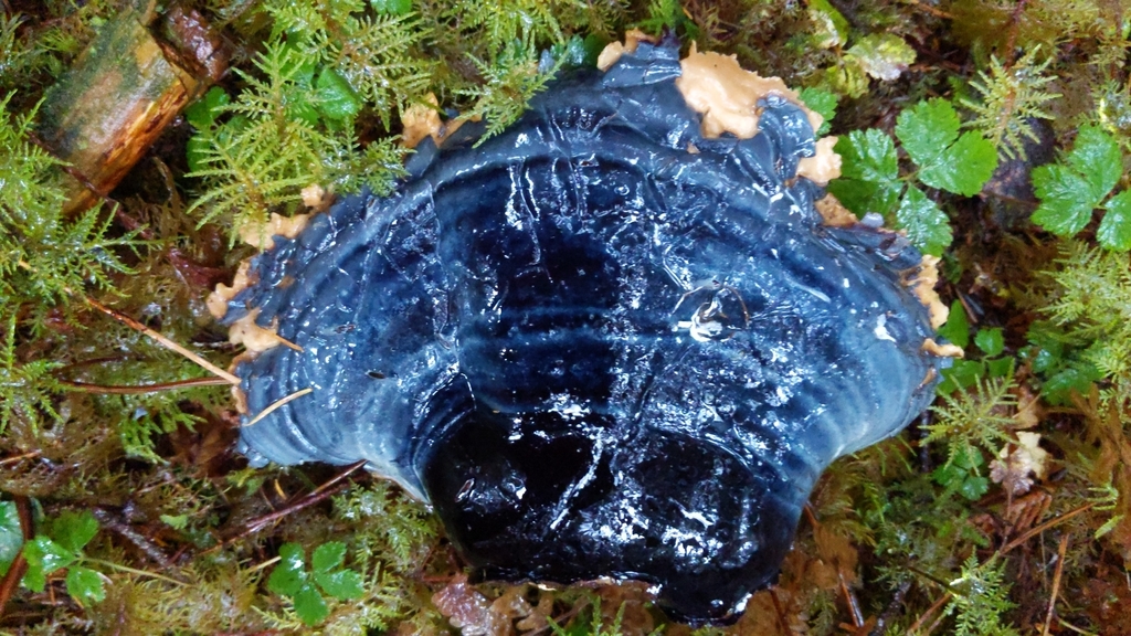 Ganoderma oregonense (Ganoderma oregonense)