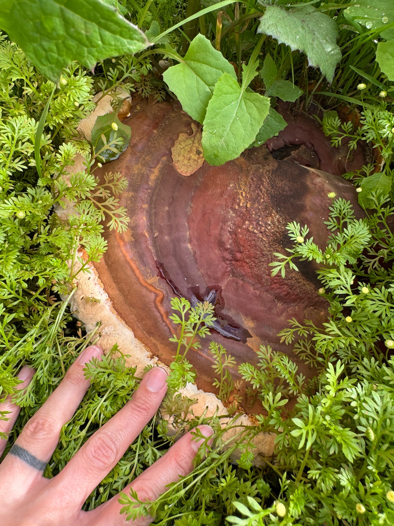 Ganoderma polychromum (Ganoderma polychromum)