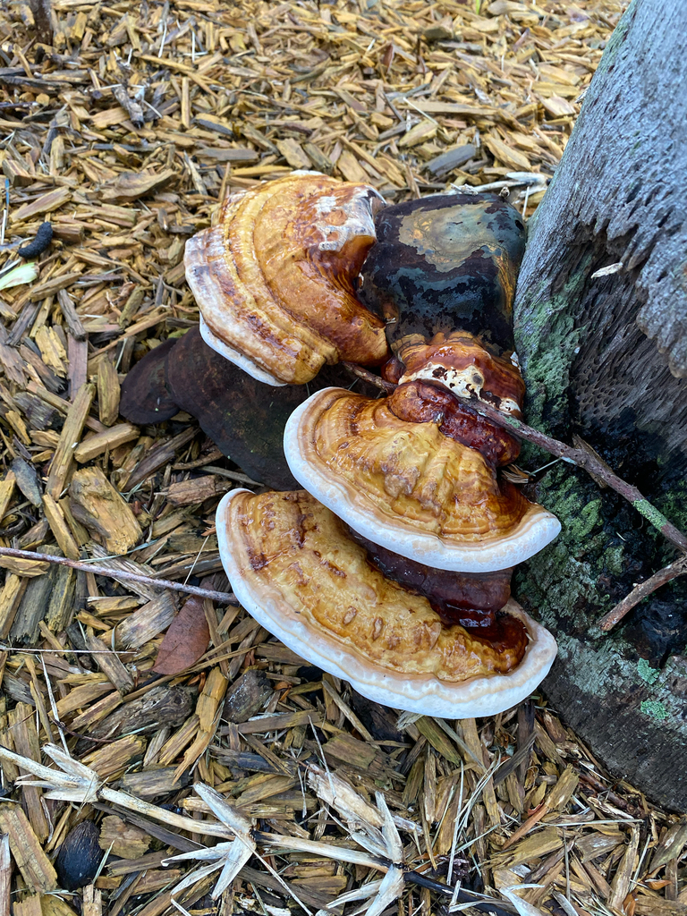 Ganoderma zonatum (Ganoderma zonatum)
