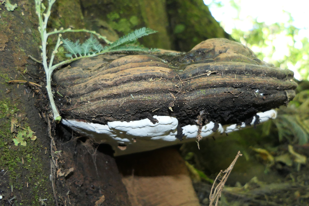 Ganoderme austral (Ganoderma australe)