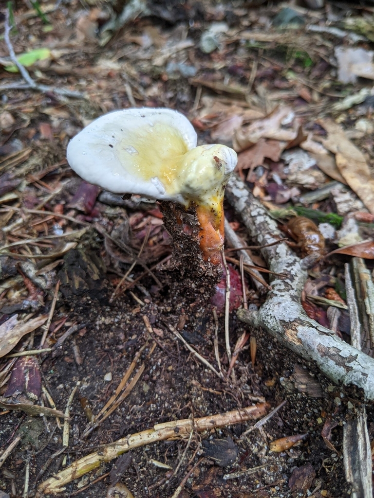 Ganoderme de Curtis (Ganoderma curtisii)