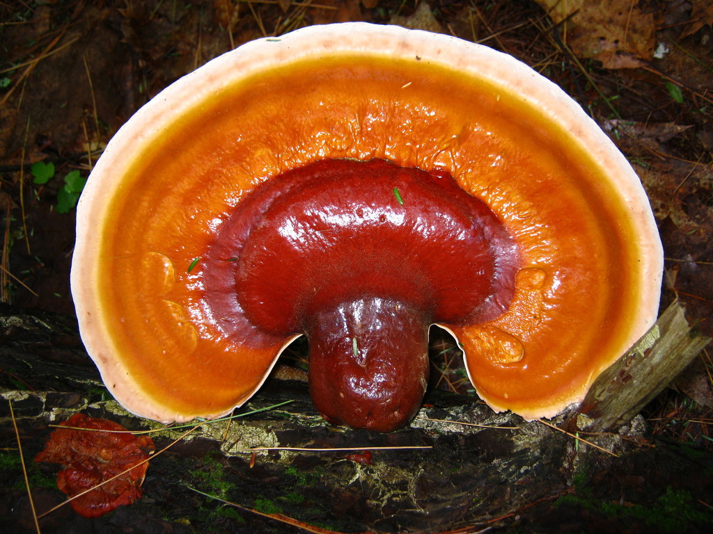 Ganoderme de la pruche (Ganoderma tsugae)