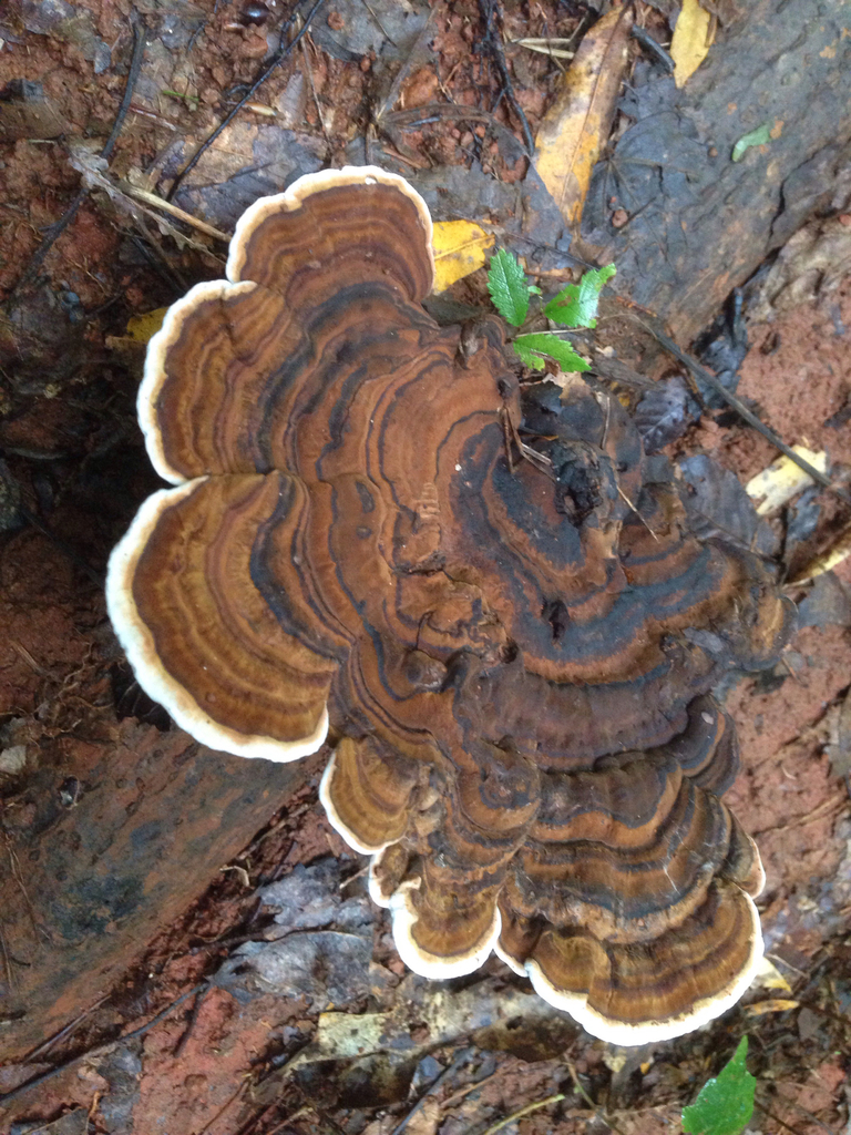 Ganoderme lobé (Ganoderma lobatum)
