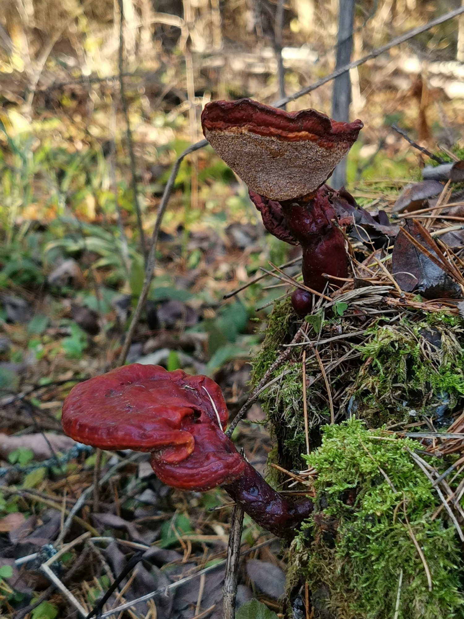 Ganoderme luisant (Ganoderma lucidum)