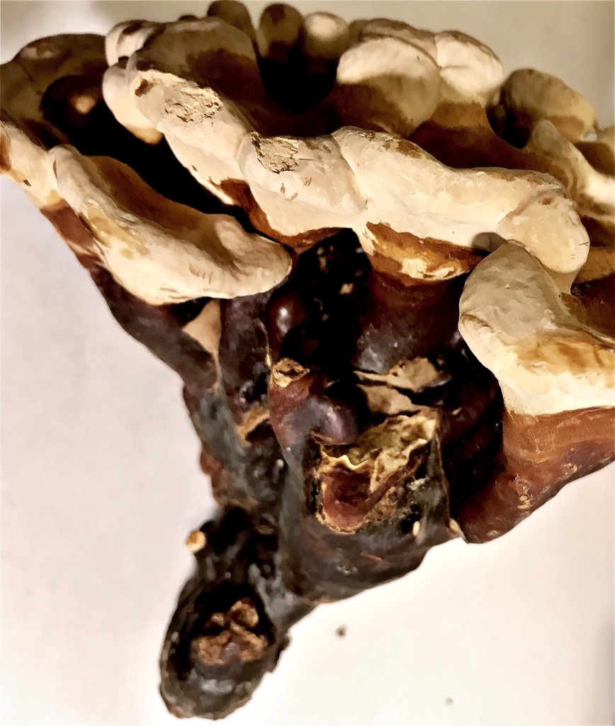 Ganoderme multipileum (Ganoderma multipileum)