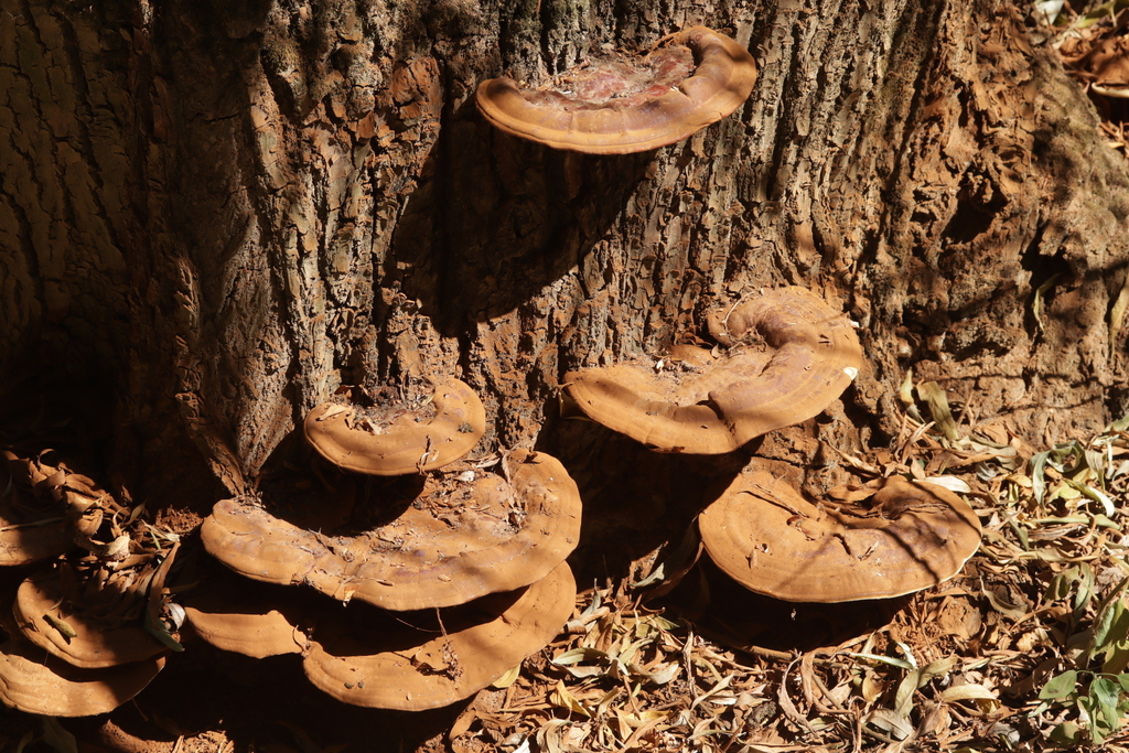 Ganoderme résineux (Ganoderma resinaceum)