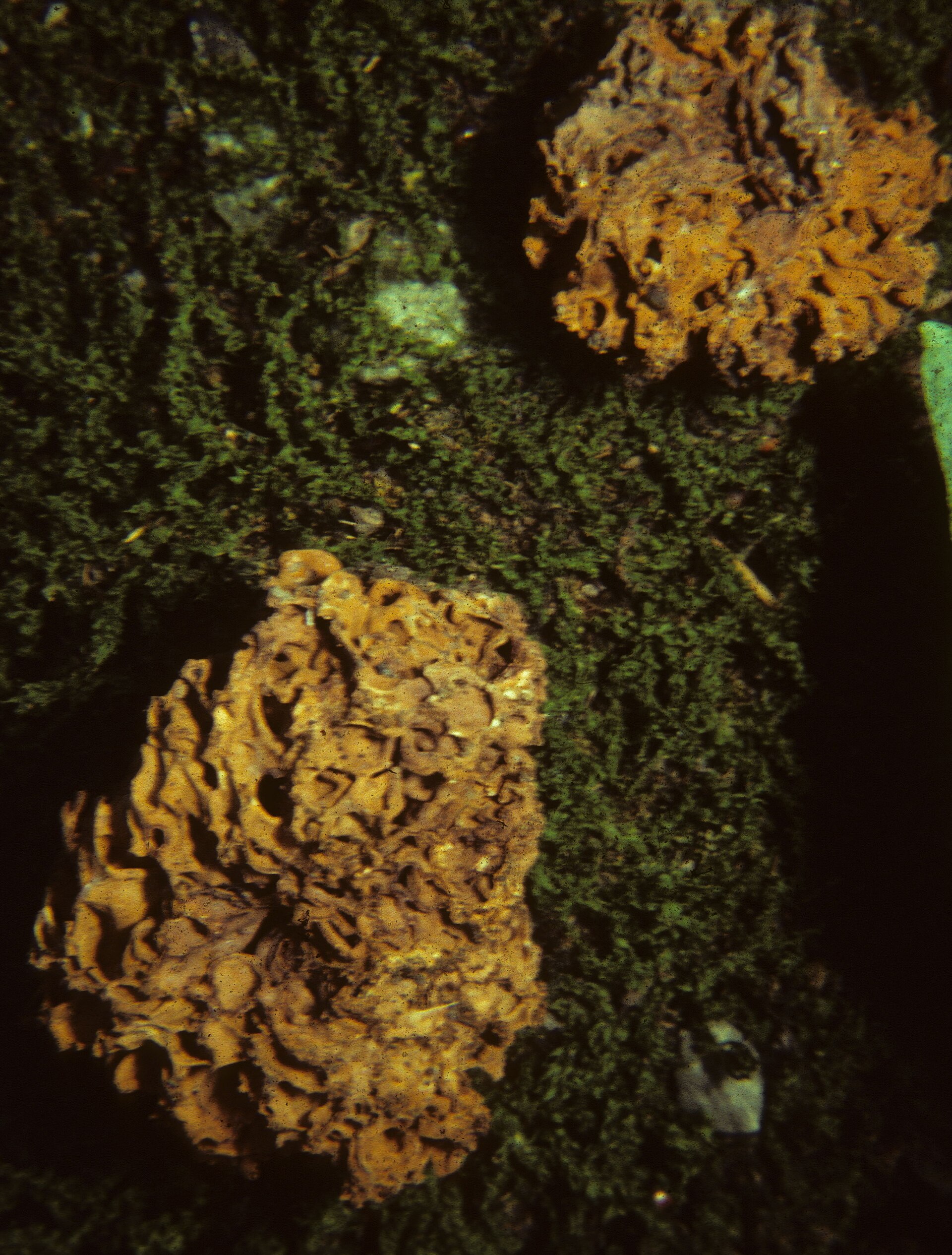 Gautiérie fausse morille (Gautieria morchelliformis)