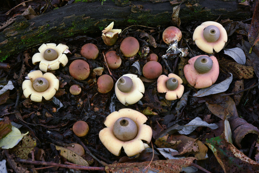 Géastre en sac (Geastrum saccatum)