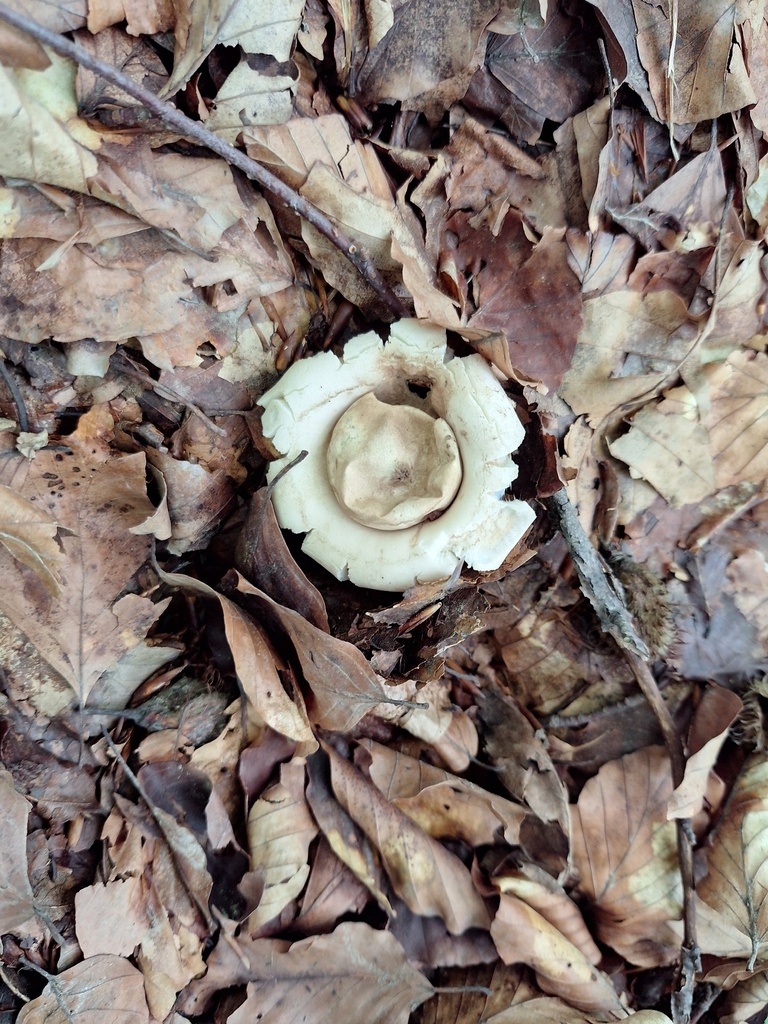 Géastre frangé (Geastrum fimbriatum)