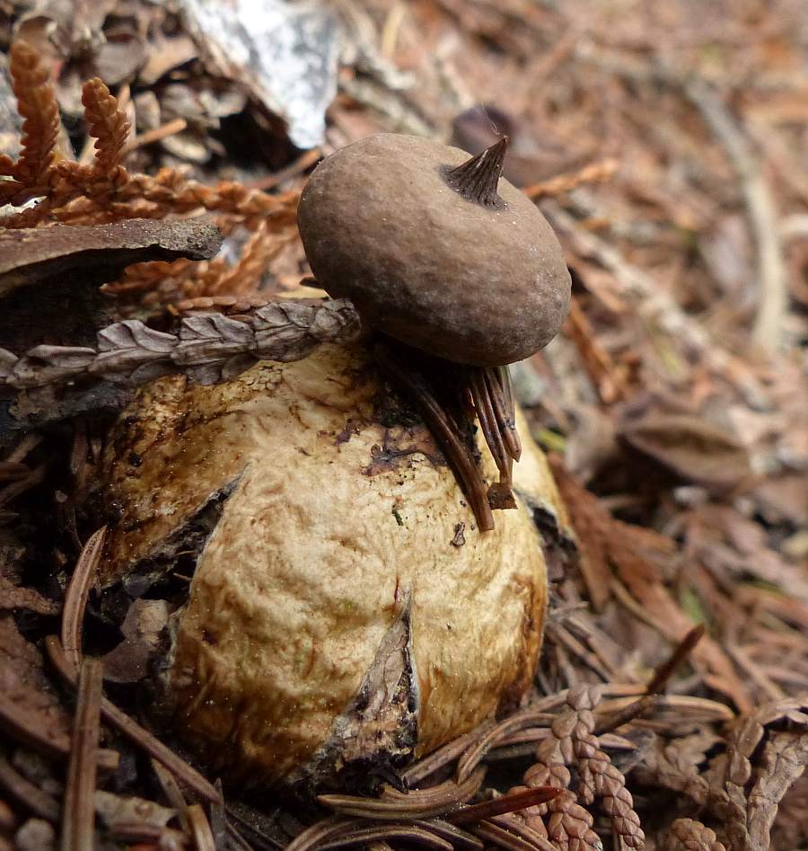 Géastre pectiné (Geastrum pectinatum)