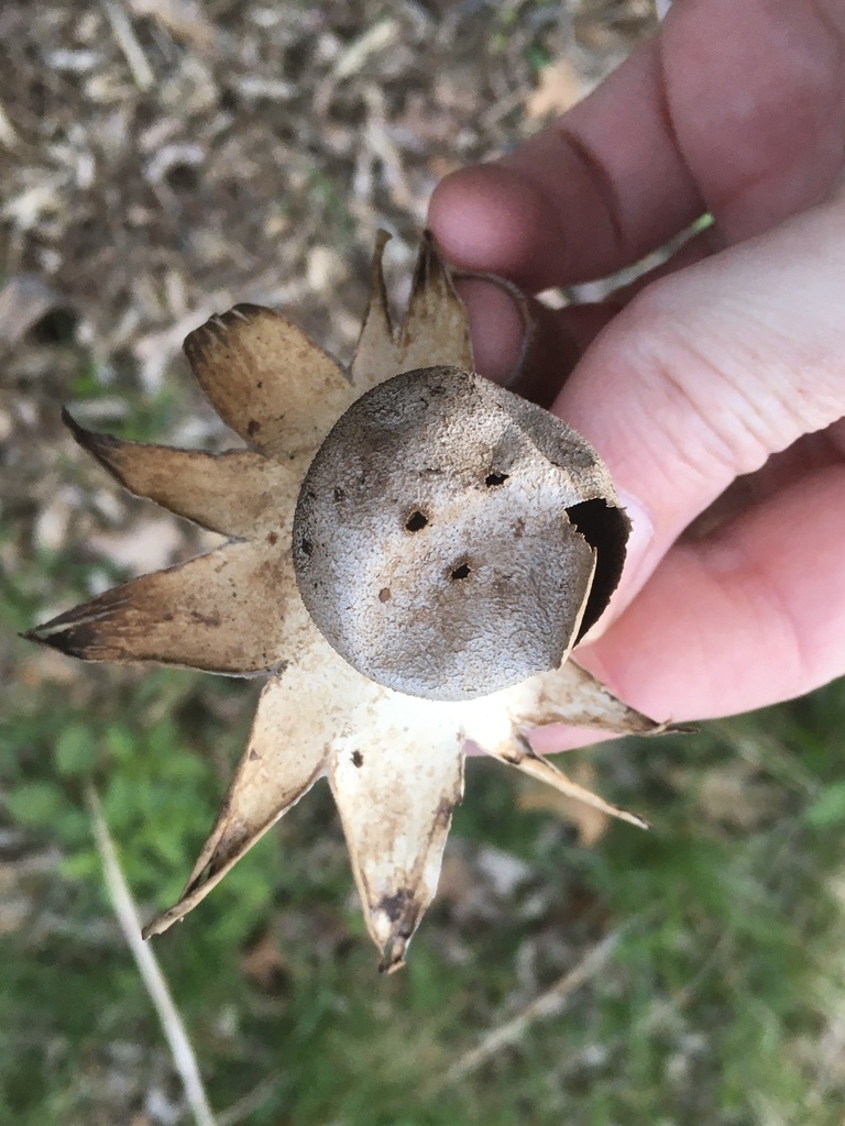 Géastre poivrière (Myriostoma coliforme)