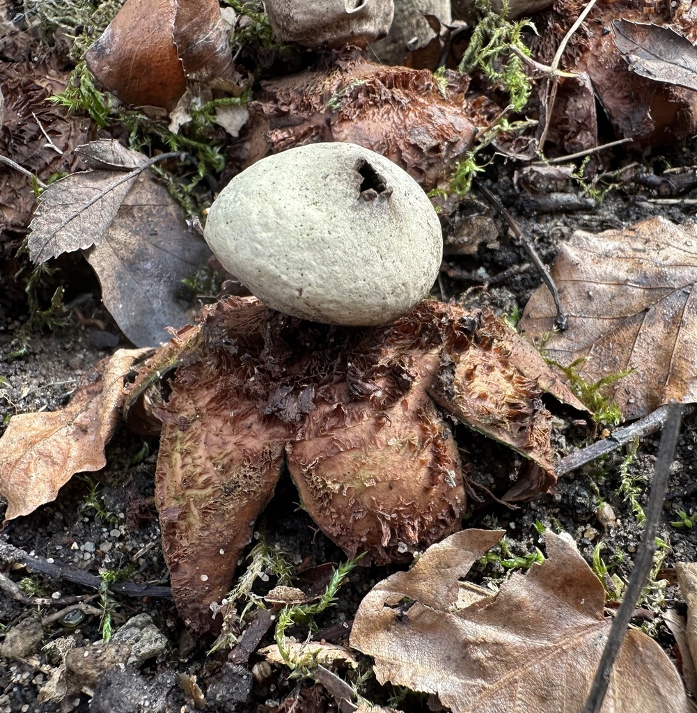 Géastre roux (Geastrum rufescens)