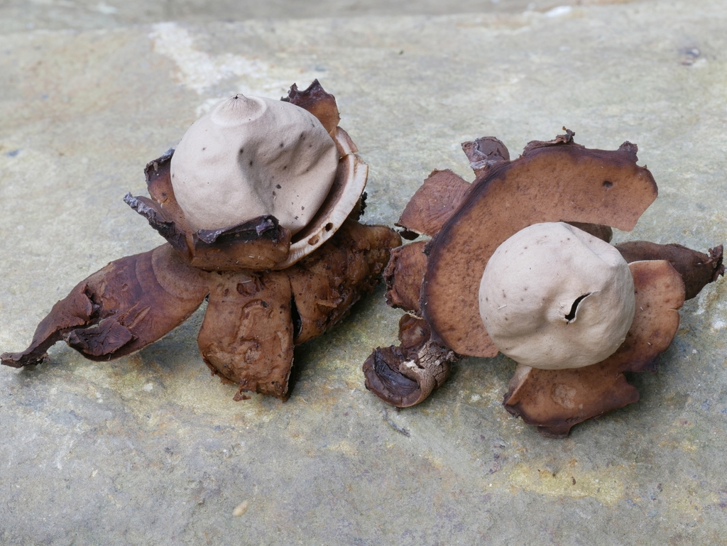 Géastre triple (Geastrum triplex)