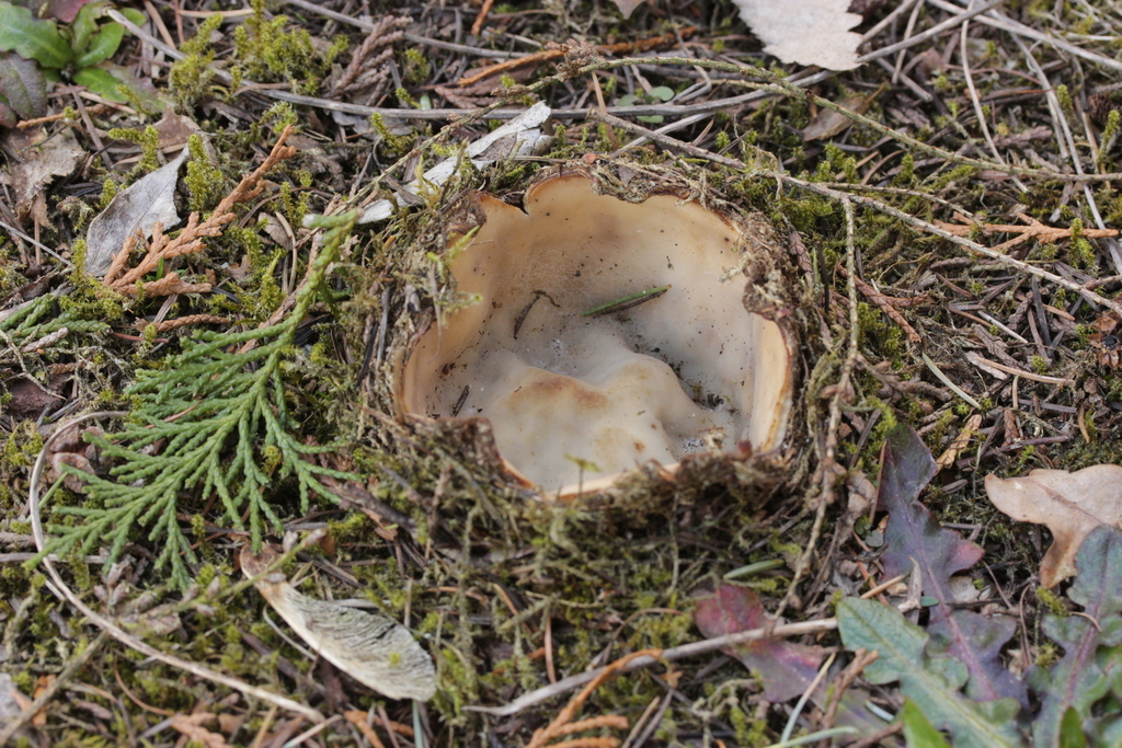 Géopore du cèdre (Geopora sumneriana)