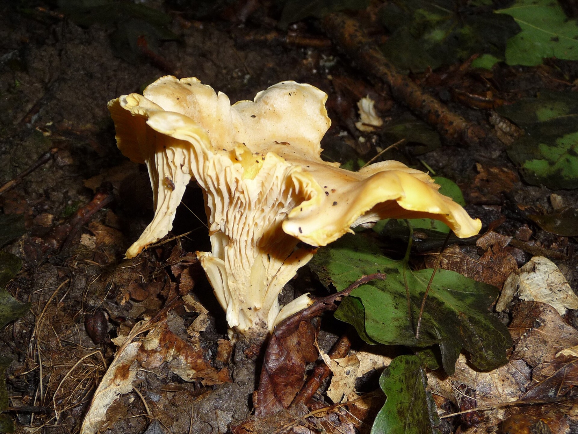 Girolle (Cantharellus cibarius)