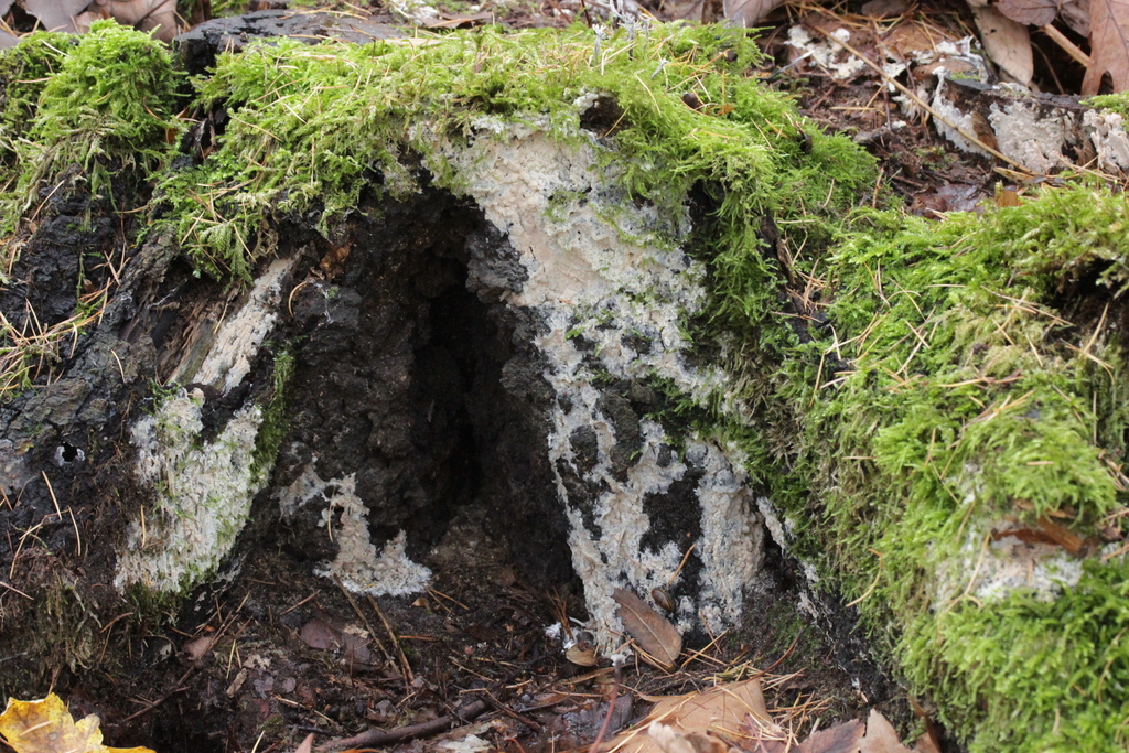 Gloiothèle lactescente (Gloiothele lactescens)