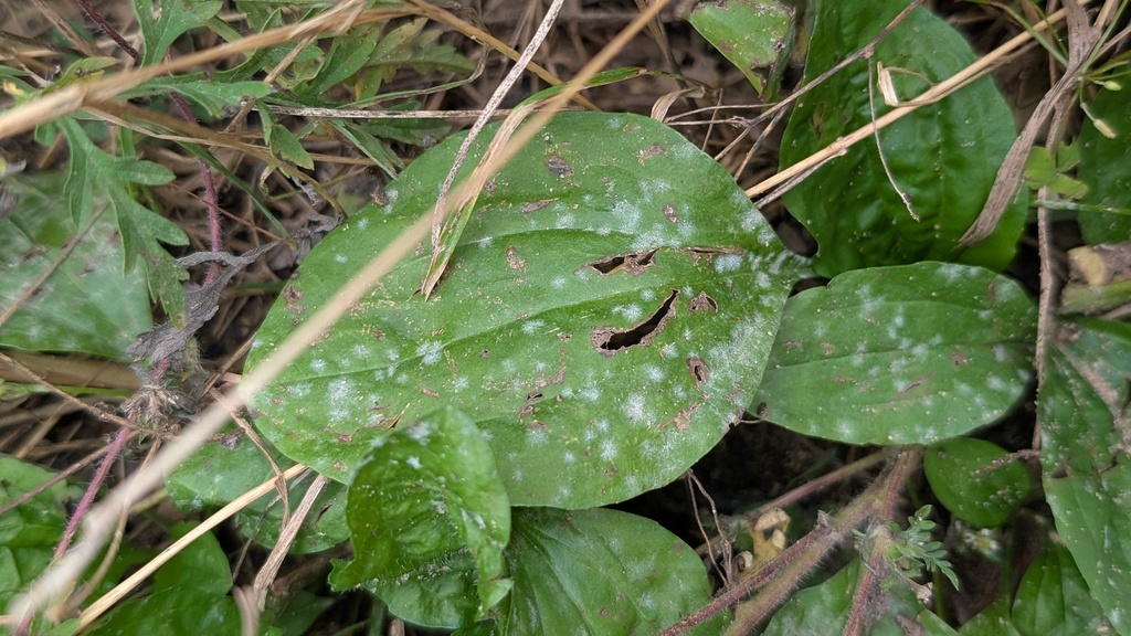 Golovinomyces sordidus (Golovinomyces sordidus)