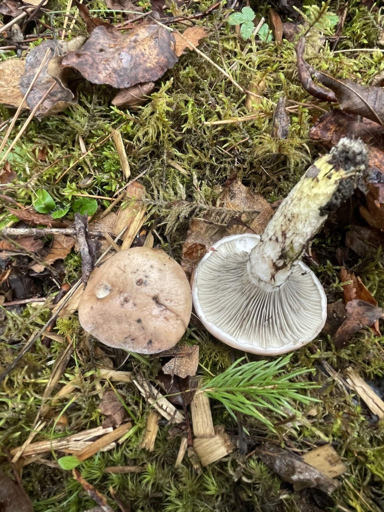 Gomphide glutineux (Gomphidius glutinosus)