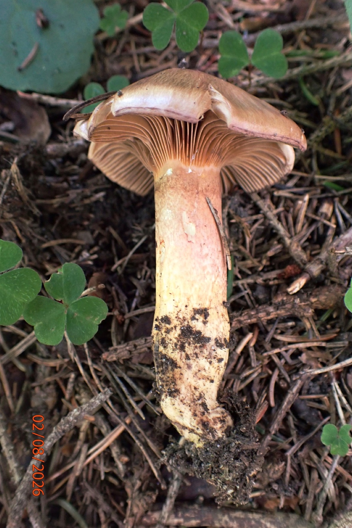 Gomphide rutilant (Chroogomphus rutilus)