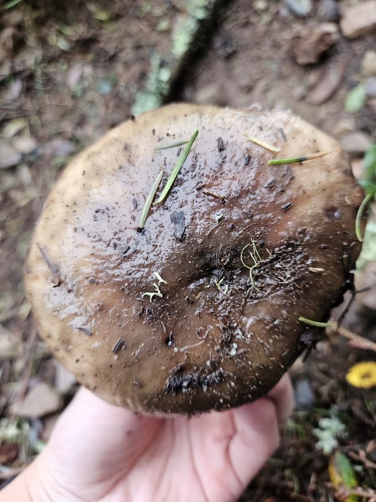 Gomphidius oregonensis (Gomphidius oregonensis)