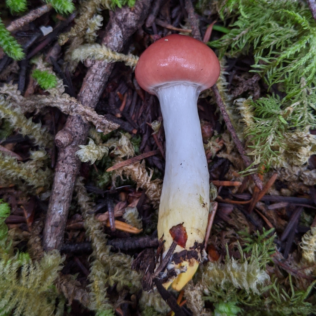 Gomphidius subroseus (Gomphidius subroseus)