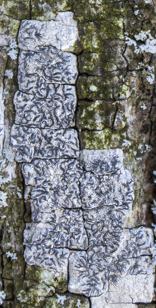 Graphe écrite (Graphis scripta)