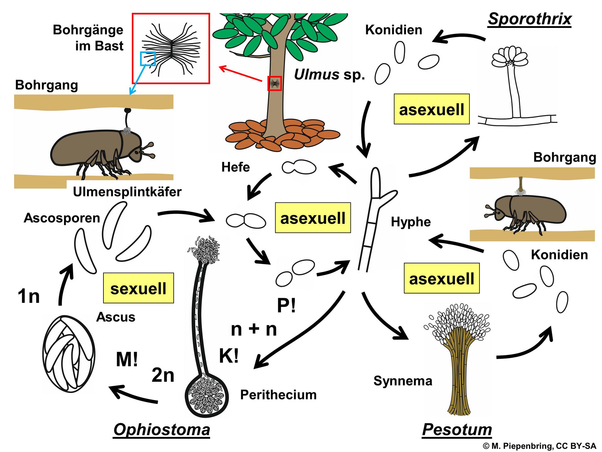 Graphiose agressive (Ophiostoma novo-ulmi)