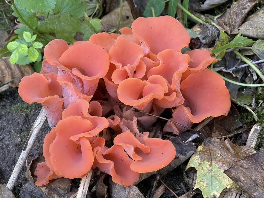 Guépinie en helvelle (Guepinia helvelloides)
