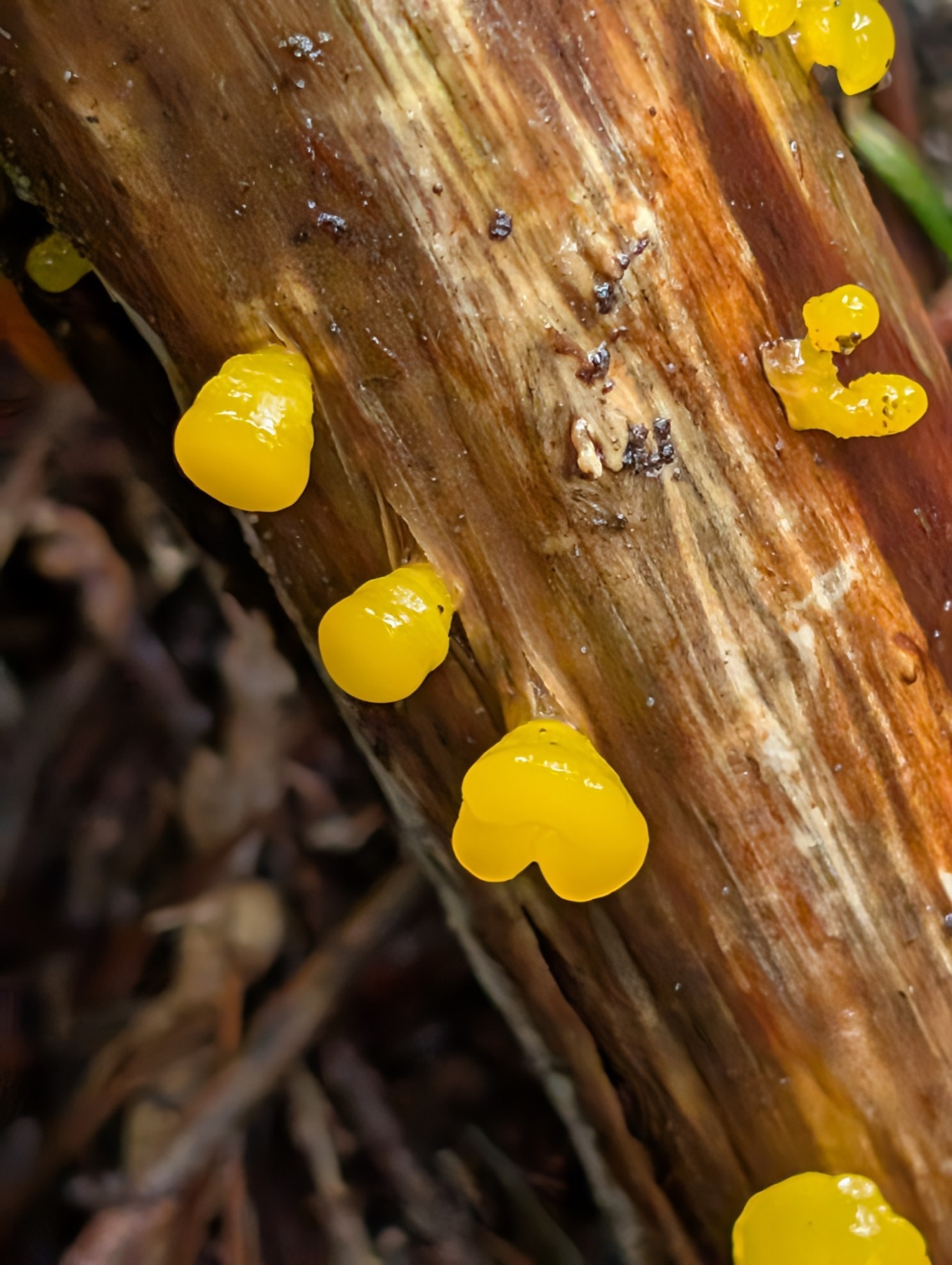 Guepiniopsis alpina (Guepiniopsis alpina)