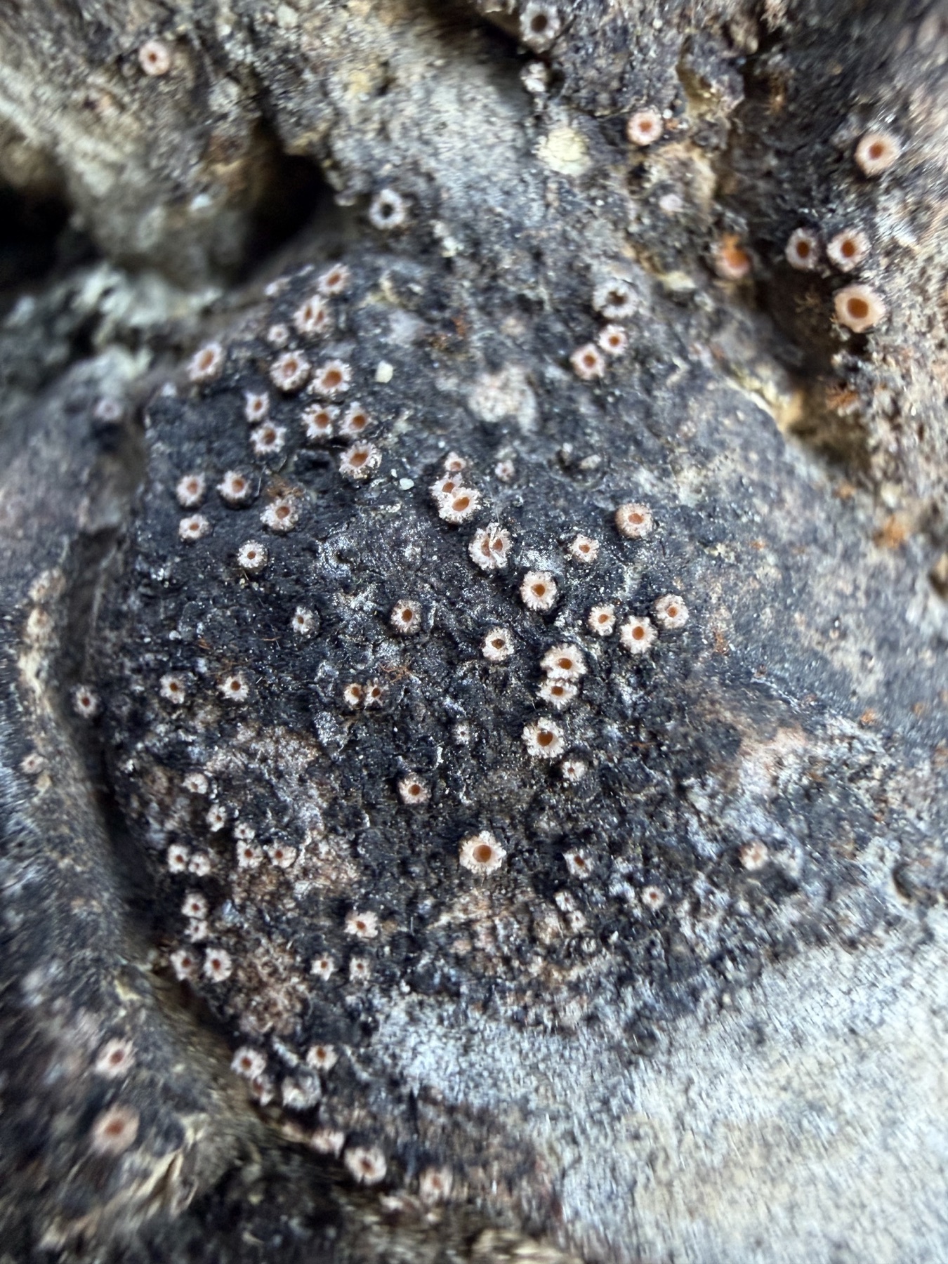 Gyalecta jenensis (Gyalecta jenensis)