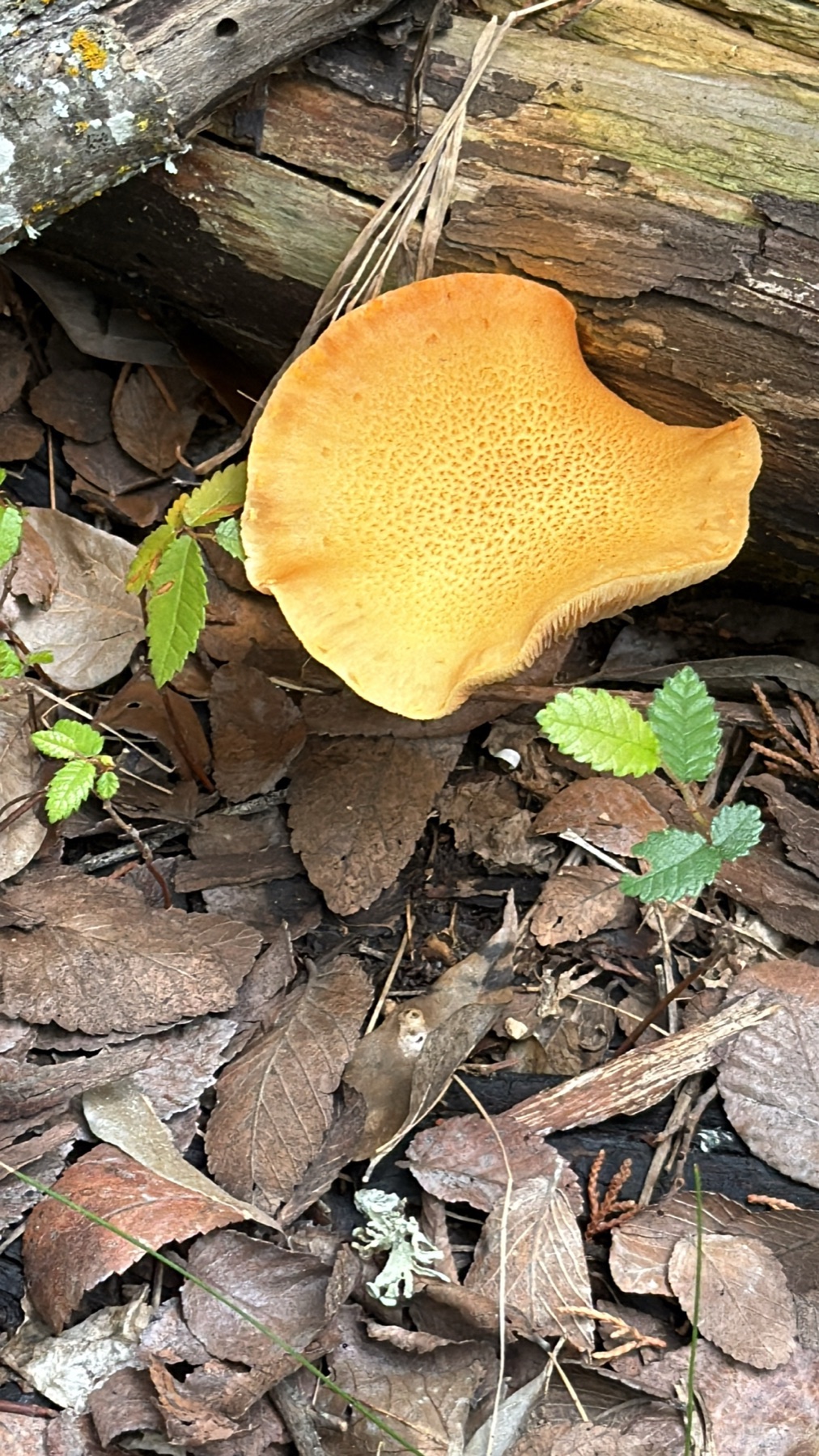 Gymnopile du sapin (Gymnopilus sapineus)