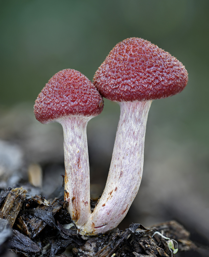 Gymnopile jaune-rouge (Gymnopilus luteofolius)