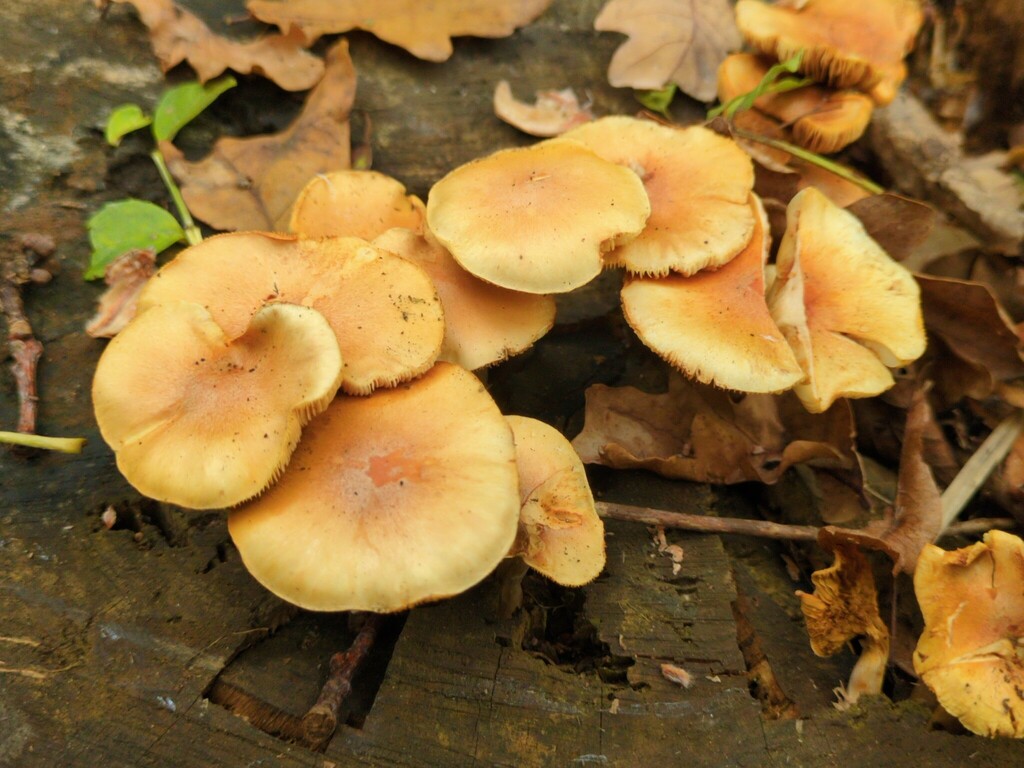 Gymnopile pénétrant (Gymnopilus penetrans)