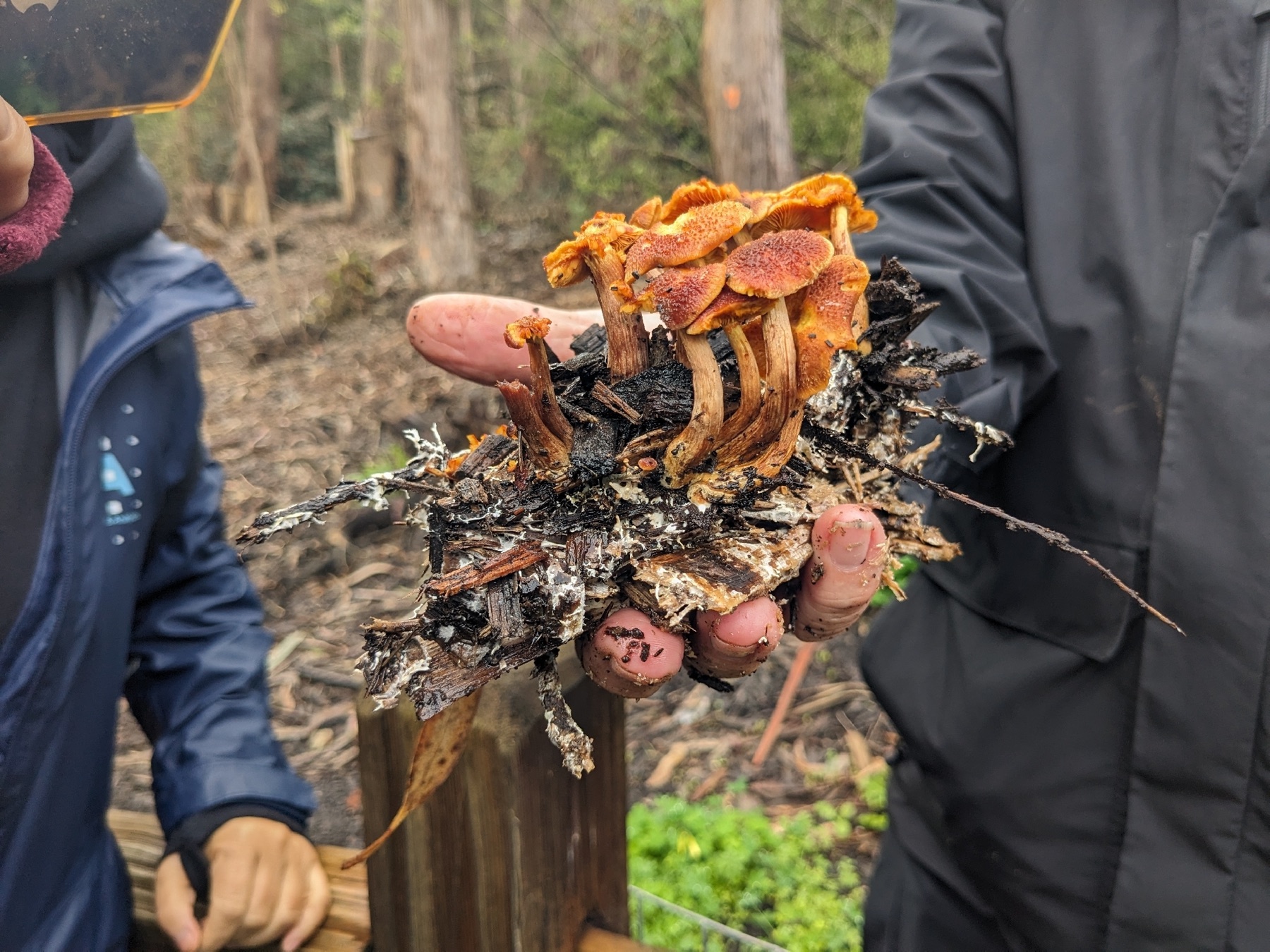 Gymnopilus dilepis (Gymnopilus dilepis)
