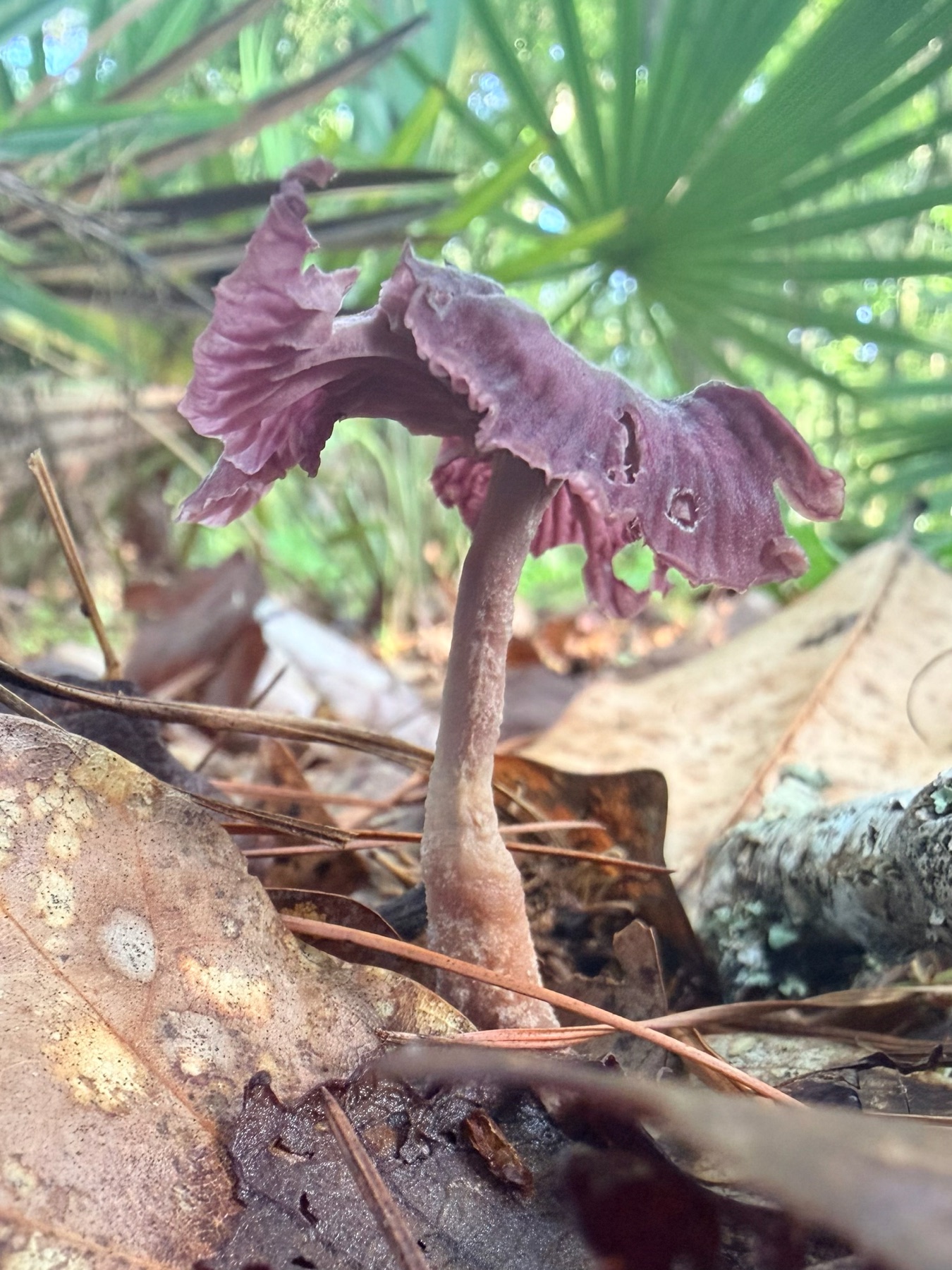 Gymnopus iocephalus (Gymnopus iocephalus)