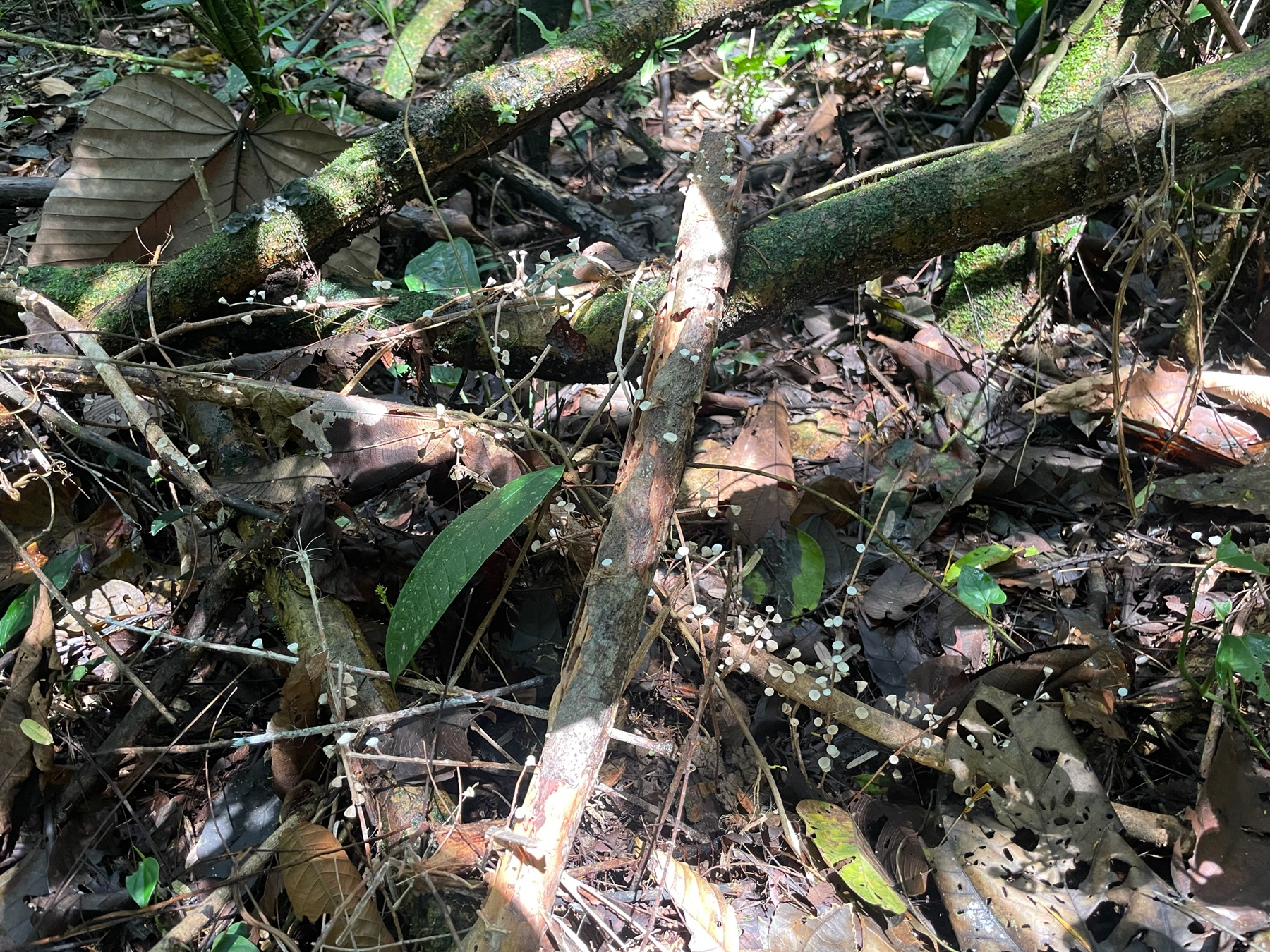 Gymnopus montagnei (Gymnopus montagnei)