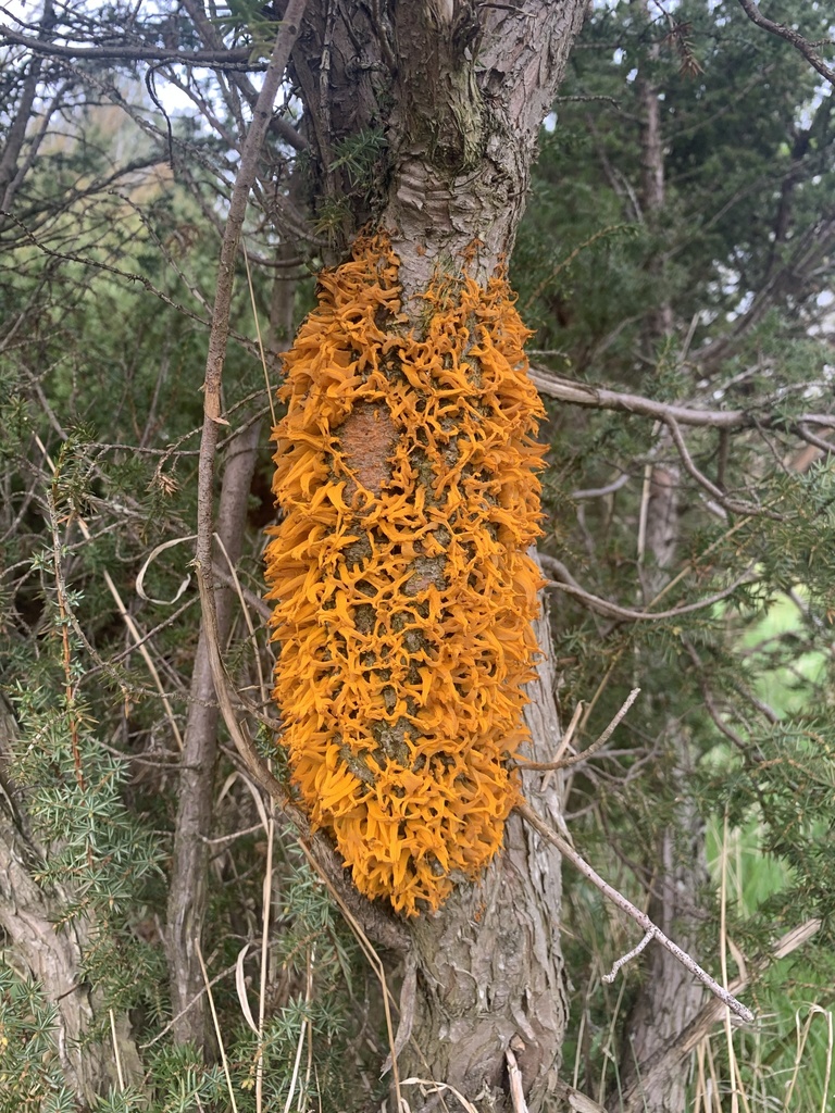 Gymnosporangium clavé (Gymnosporangium clavariiforme)