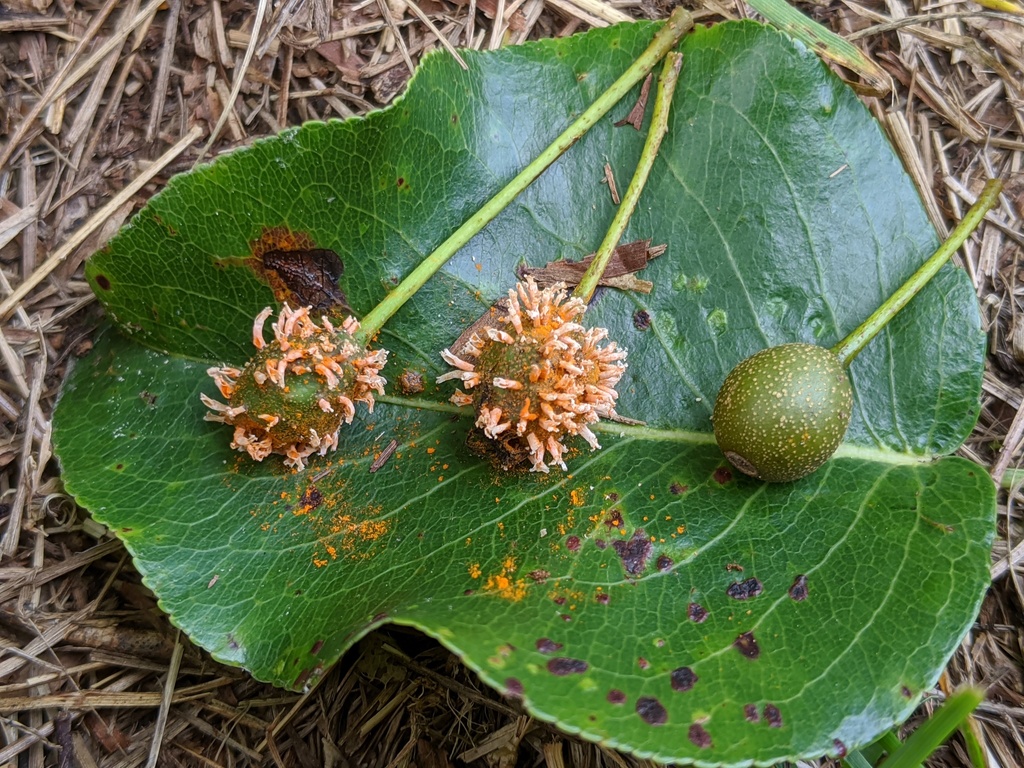 Gymnosporangium clavipes (Gymnosporangium clavipes)