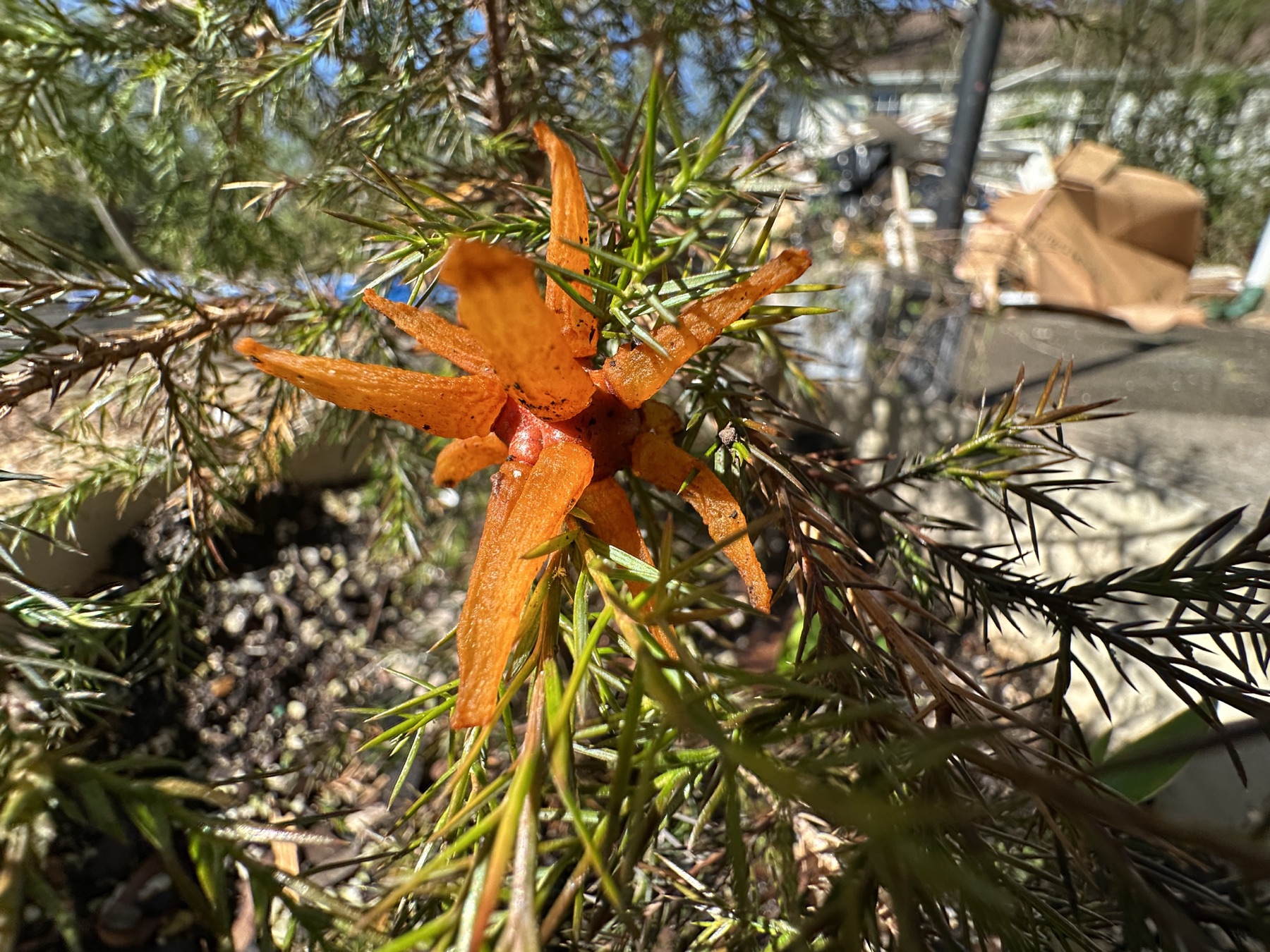 Gymnosporangium globosum (Gymnosporangium globosum)