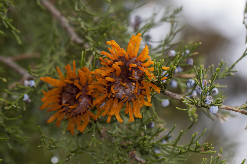 Gymnosporangium juniperi-virginianae (Gymnosporangium juniperi-virginianae)