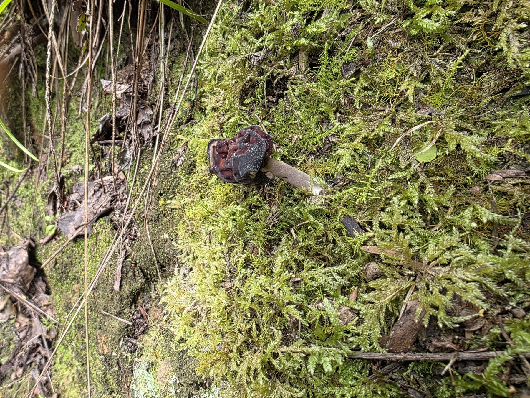 Gyromitra tasmanica (Gyromitra tasmanica)