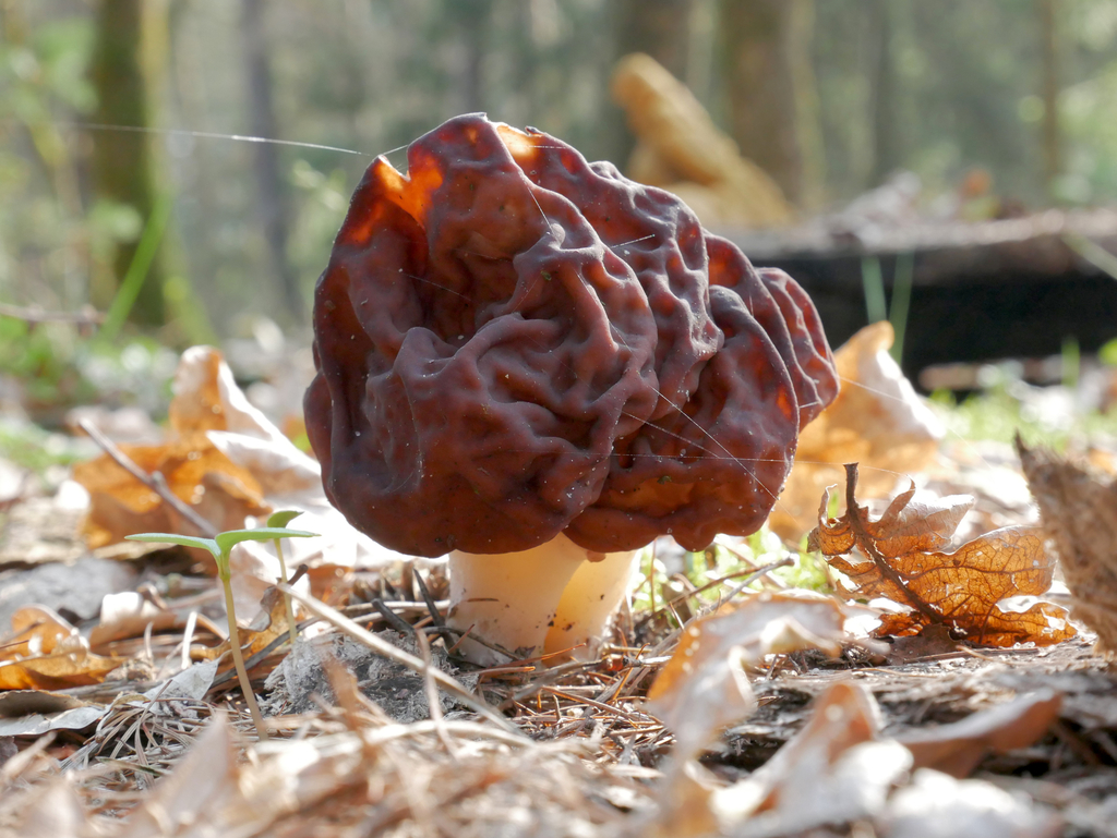 Gyromitre dit « comestible » (Gyromitra esculenta)