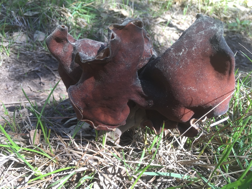 Gyromitre en turban (Gyromitra infula)