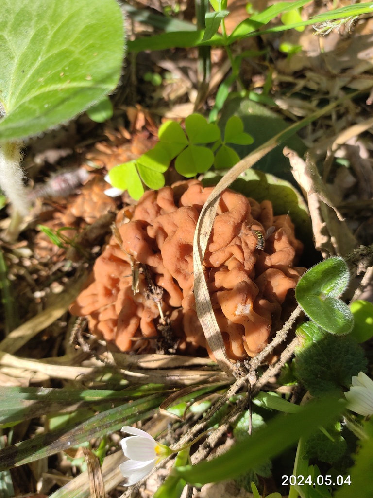 Gyromitre géant (Gyromitra gigas)